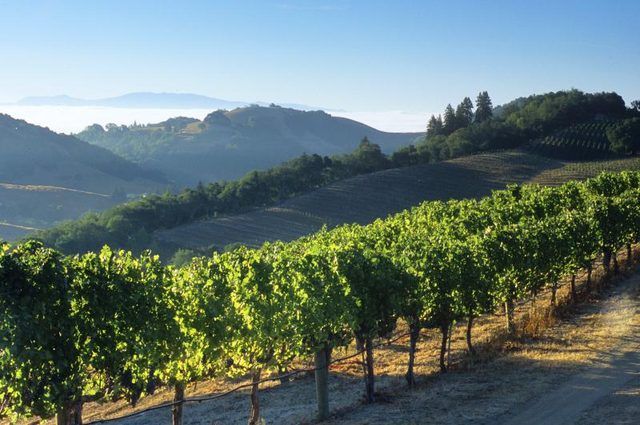Un vin produisant vignoble à Napa Valley, en Californie.
