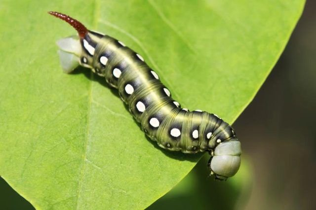 Un vert sphinx Caterpillar sur une feuille.