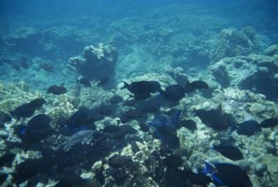 Les récifs coralliens prospèrent dans des conditions chaudes.