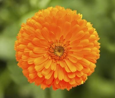 Un gros plan d'une fleur de souci d'orange