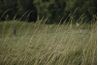 L'alpiste roseau, liée à ruban herbe, est fourrage pour le bétail.