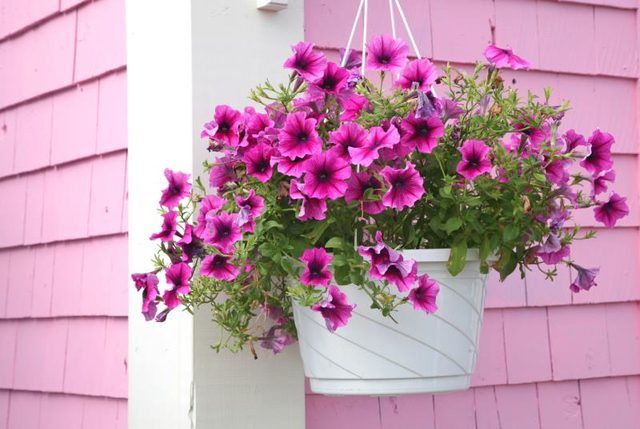 Hanging panier de fleurs sur le coin d'une maison
