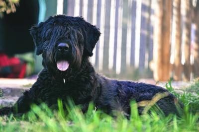 Bouvier des Flandres couchée sur l'herbe.