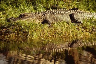 Un étang offre suffisamment de nourriture pour plusieurs petits alligators, ou un gros alligator.