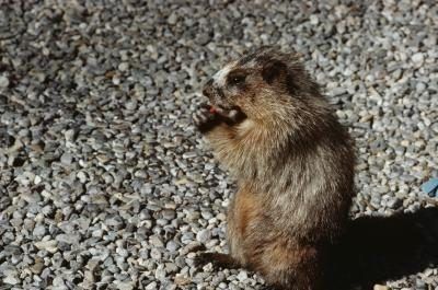 Chargement en nourriture avant l'hibernation joue un rôle vital pour les marmottes.