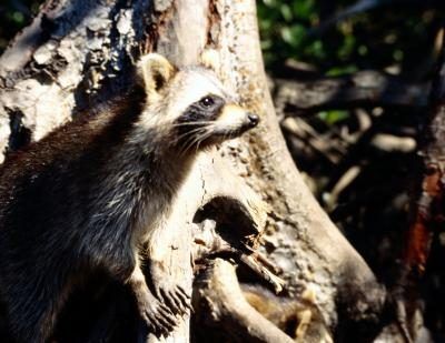 Hibernant dans creusées arbres et les journaux donne la Raccoon un endroit pour rester pendant les mois froids.