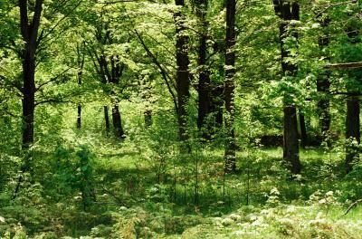 De nombreux types de plantes coexistent dans le cadre d'un écosystème forestier's most obvious biotic factors.