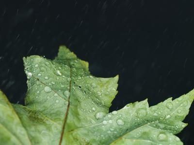 Eau, comme la pluie, est l'un des facteurs abiotiques d'un écosystème forestier.