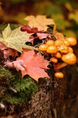 Les champignons, l'un des facteurs biotiques, sont parmi les décomposeurs d'un écosystème forestier.