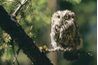 Screech Owls sont la Géorgie's smallest owl