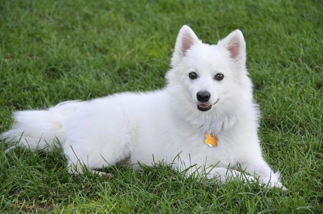 American Eskimo chiens sport fourrure blanche épaisse et grand sourire.