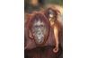 Les orangs-outans sont menacées d'extinction en raison des effets du réchauffement climatique.