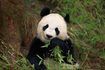Les numéros de panda géant moins de 2.500, selon le World Wildlife Foundation.