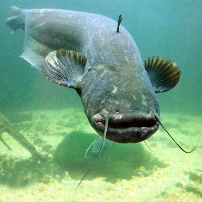 Catfish nage sous-marine