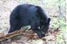 Ours noir creuser pour la nourriture