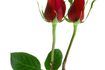 Épines sont une caractéristique de beaucoup de plantes, y compris les roses.