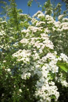 Hawthorn arbre en fleurs
