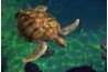 La tortue verte a fait la liste des espèces en voie de disparition que sa population diminue à cause du braconnage.