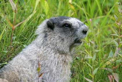 Sciuromorphs sont des rongeurs écureuil-grippaux tels que les marmottes.
