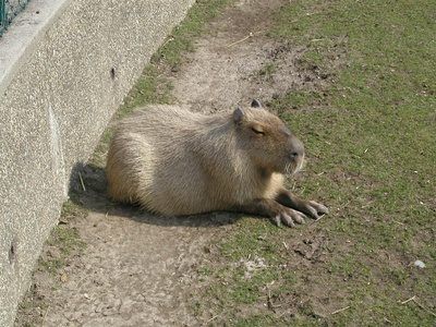 Capybaras sont les plus gros rongeurs du monde.
