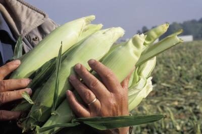 Culture zouloue's distinct beer-making traditions include using the native mobola plum, sorghum and maize.