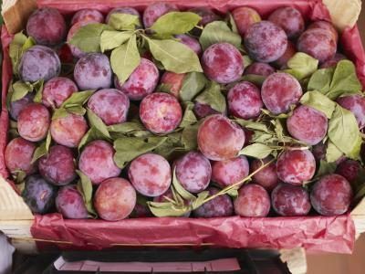 Les marula et mobola prunes poussent abondamment dans les territoires zoulous.