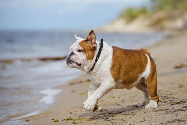 Un bulldog anglais courant le long de la plage.