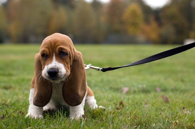 Un chiot basset en laisse.