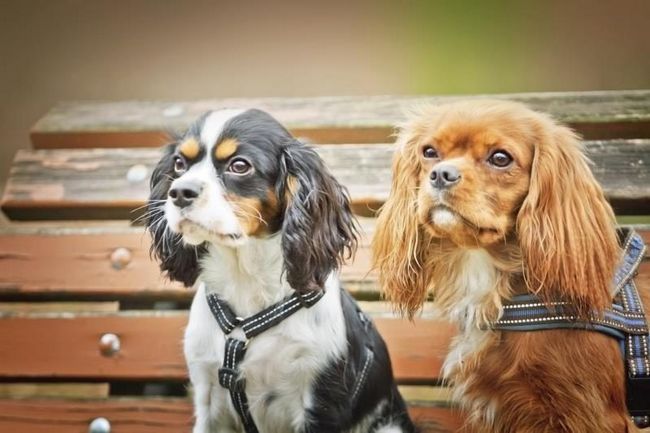 Deux épagneuls Cavalier King Charles assis sur un banc de parc.