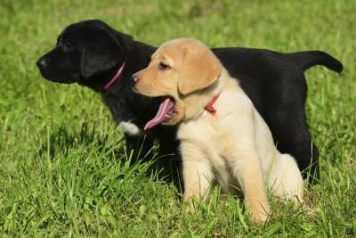 Labrador Retriever chiots noir et or sur l'herbe.