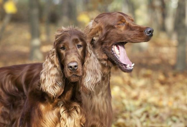 Deux setters irlandais dans la forêt en automne.