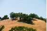 Evergreen Californie vivent chênes se tiennent en relief les collines sèches, d'or.