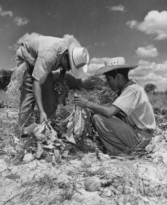 Migrants mexicains travaillant sur une ferme en Californie 1940