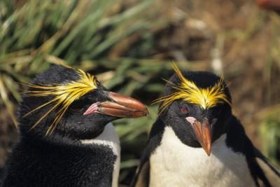 Les glands orange qui ornent les pingouins Macaroni les distinguer d'un pingouin royal.