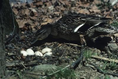 La femelle pond des œufs sur une période de jours.