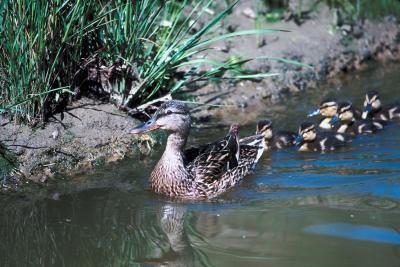 La poule mène ses poussins à l'eau dans un jour de l'éclosion.