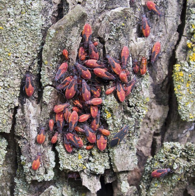 Une colonie de punaises de l'érable négondo sur l'écorce d'un érable.