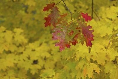 Un amas de feuilles de chêne rouge qui pend en face de l'érable feuilles jaunes en automne.