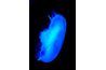 Jellyfish contiennent des protéines qui les amènent à briller sous une lumière noire.