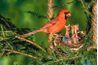 Un cardinal masculin Nord nourrissant ses petits