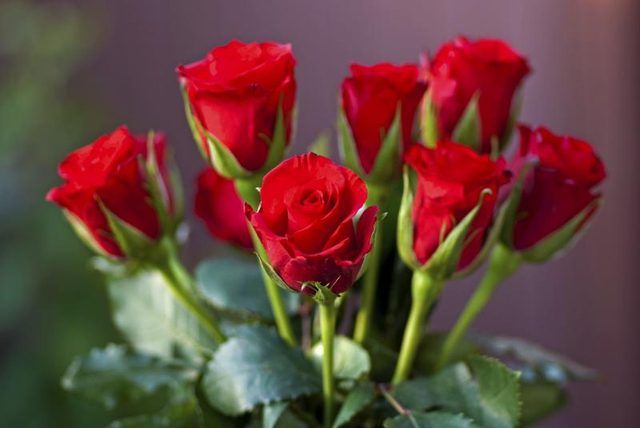 Un bouquet de roses rouges.