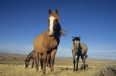 Mustangs sont habitués à voyager dans les troupeaux, qui sont les seules familles qu'ils ont jamais connu.