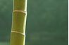 La cithare traditionnelle philippine est fabriqué à partir de bambou.