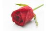Une rose rouge, comme un amour puissant, ne peut prouver captivante.