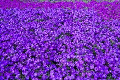 La violette est la fleur New Jersey de l'Etat.