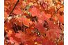 Trident érables fournir des couleurs éclatantes de l'automne.