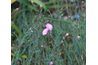 Dianthus commence à fleurir en fin de printemps et continue à fleurir au large et tout au long de l'été.