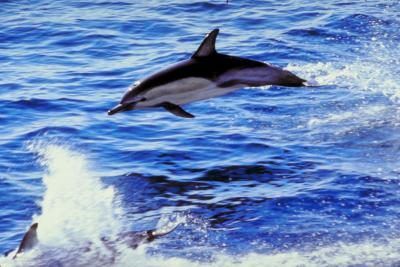 Les dauphins se soucient habitants ordinaires de la zone épipélagique puisque les poissons, leur nourriture principale, est abondante.