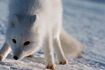 En hiver, le renard arctique suit souvent les ours polaires à manger leur proie restes.