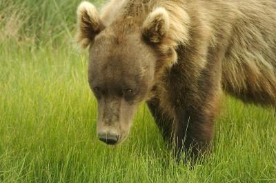 Grizzli dans l'herbe